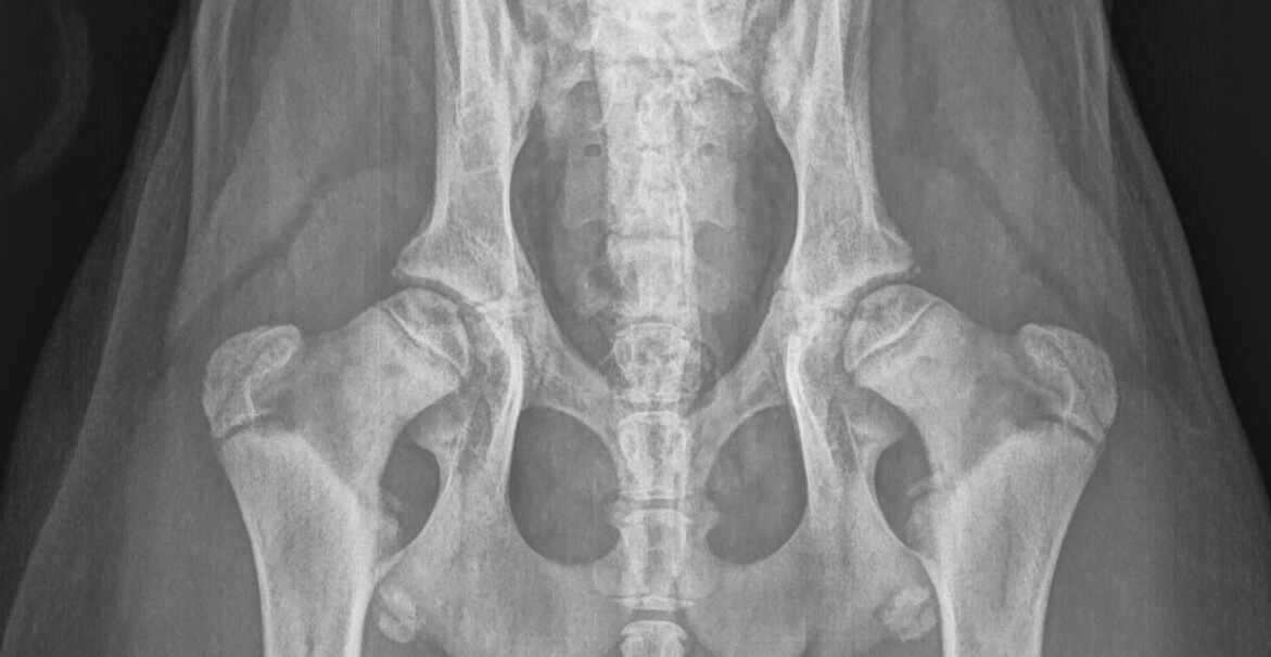 Dog hip surgery