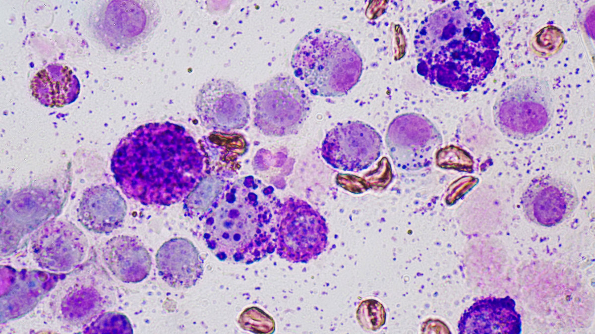 Mast Cell Tumour In Dogs