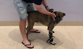 dog prosthetic rehab