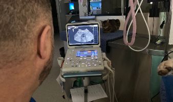 pet ultrasound