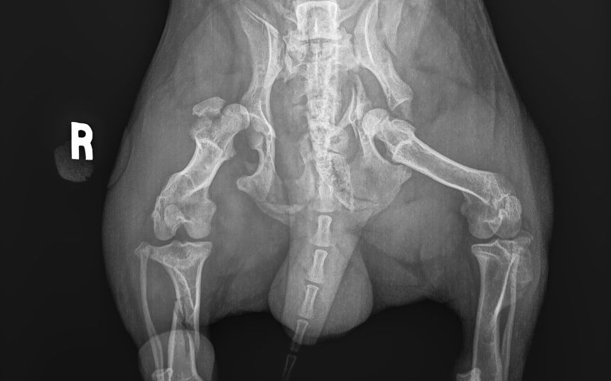 xray of dog crushed pelvis