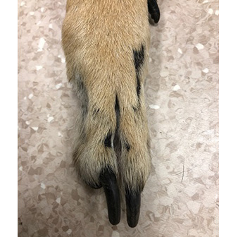 animal leg diagnosis
