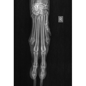 animal leg x-ray