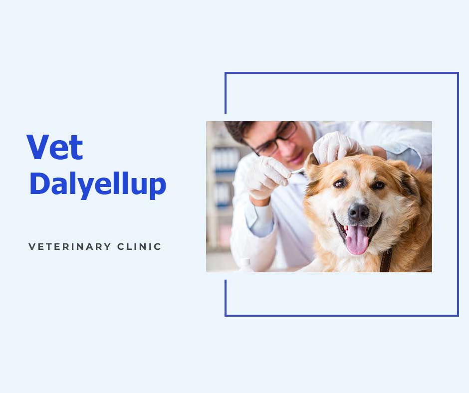 Best vet Dalyellup